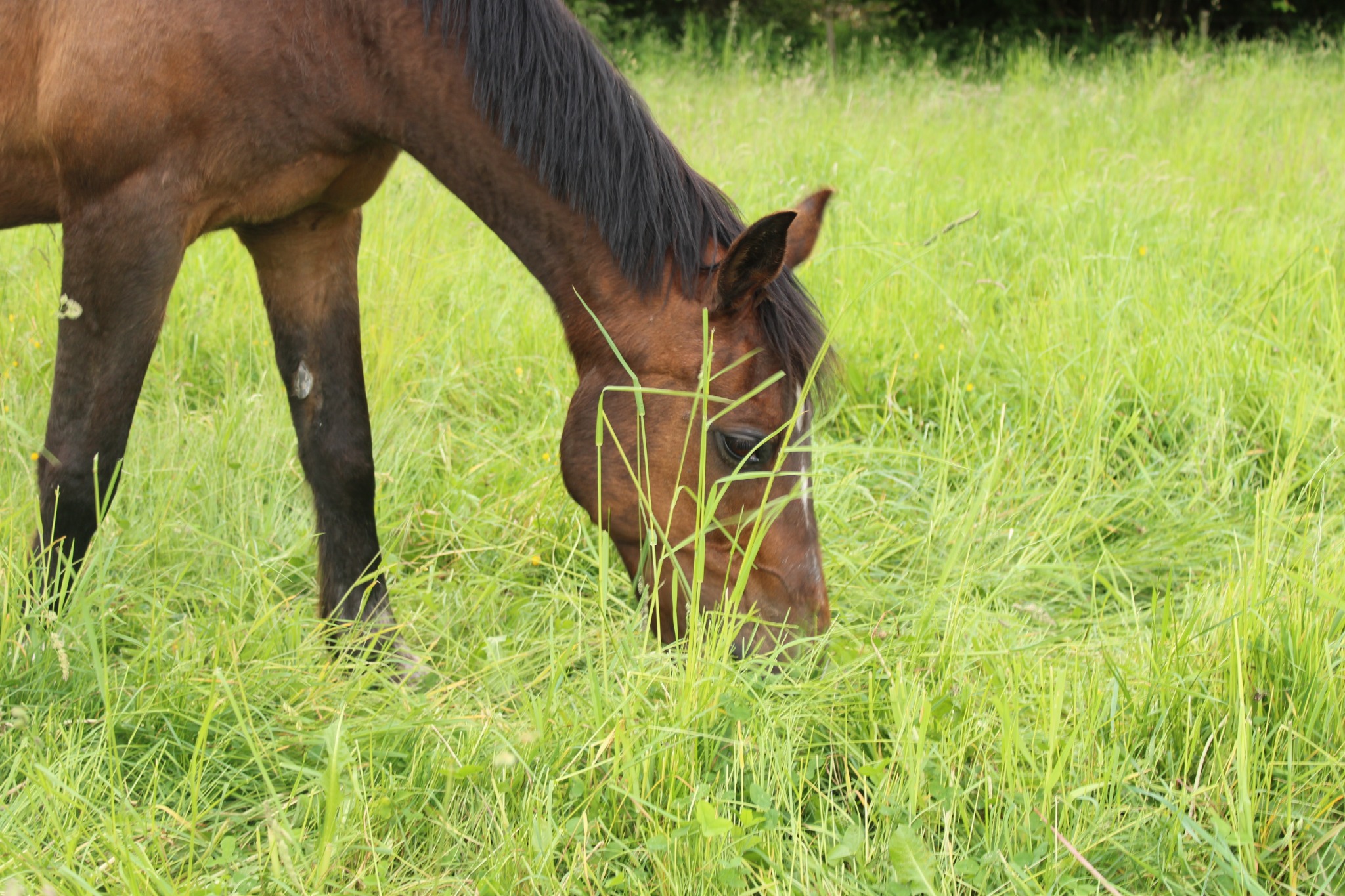 Horse outdoors