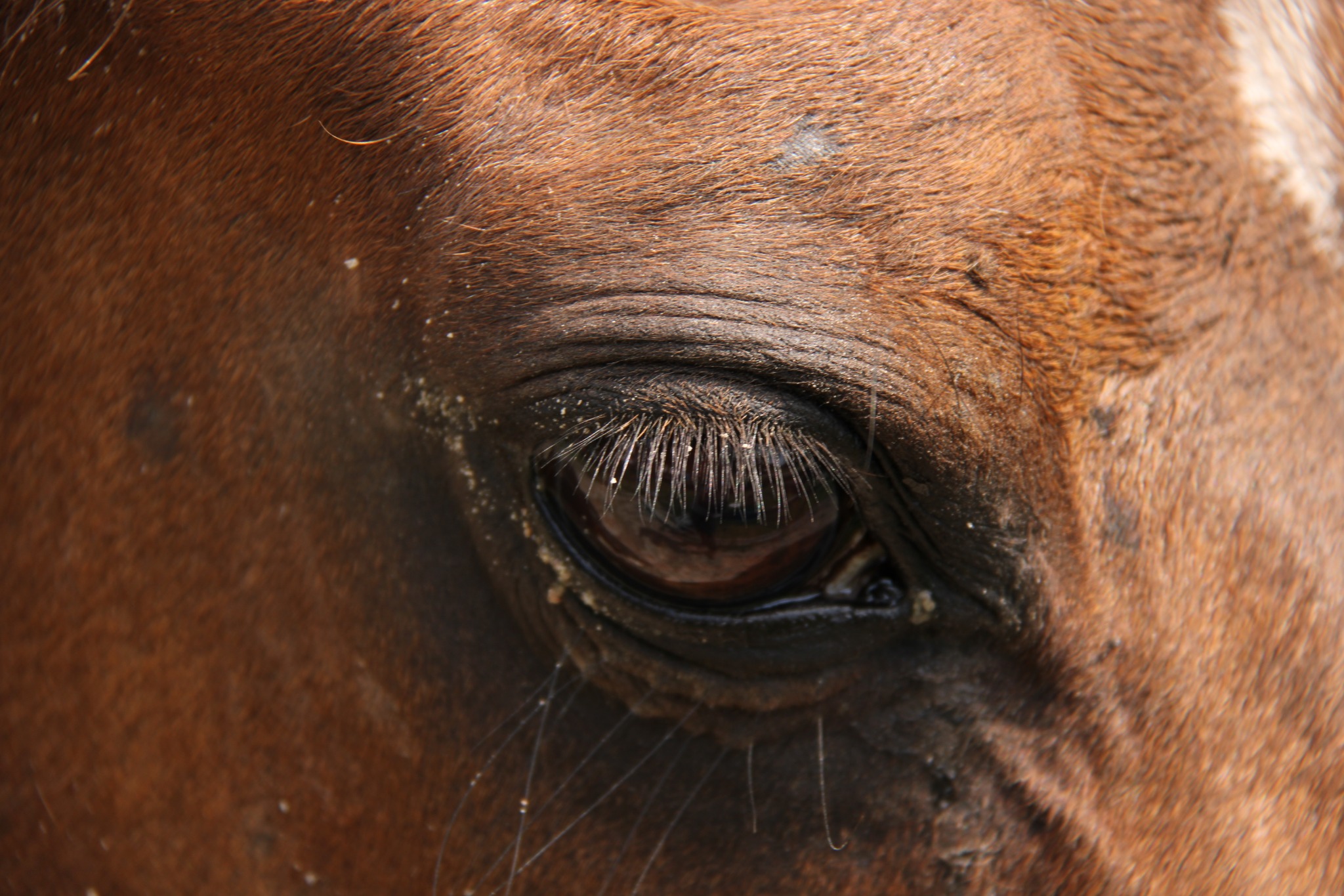 Horse portrait