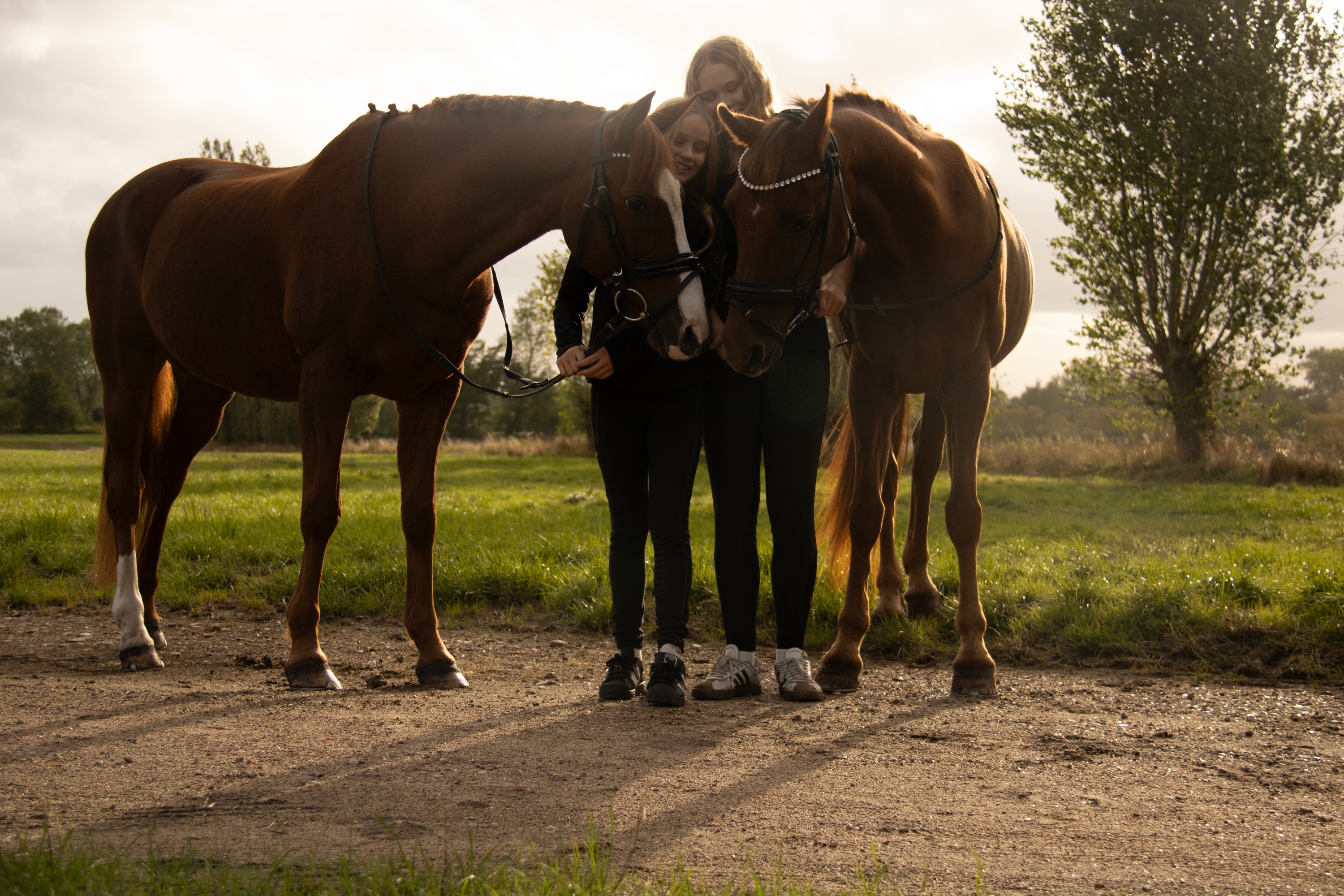 Two horses standing closely with their handlers in warm evening light