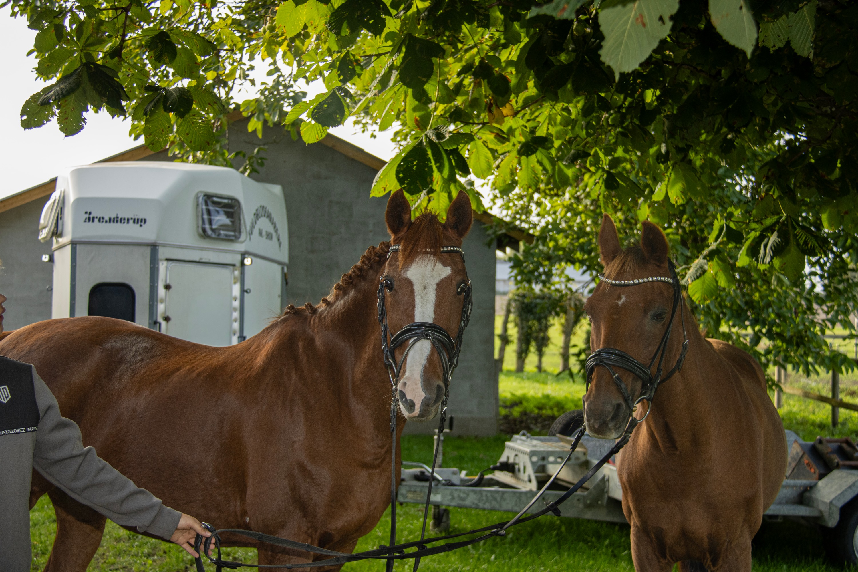 Two horses standing beneath a leafy tree